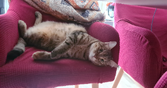 méghane pet sitter à Roissy-en-Brie 77680_1