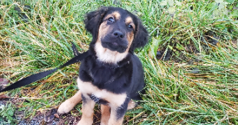 alessia pet sitter à RENNES 35000_1