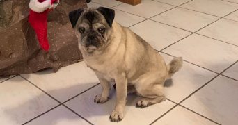 maïwen pet sitter à COMPIEGNE 60200_2