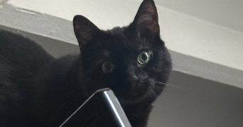 gladys pet sitter à BORDEAUX 33800_1