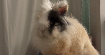 tomoko pet sitter à JOUE LES TOURS 37300_1