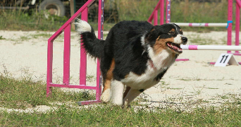 anais pet sitter à CUERS 83390_2