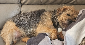 syrine pet sitter à GRENOBLE 38000_5