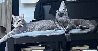 nolhan pet sitter à St Denis 93200_4