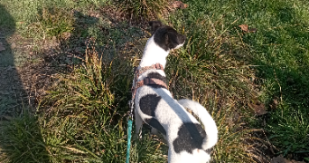 salomé pet sitter à LA GARENNE COLOMBES 92250_1