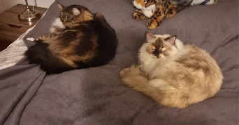 laure pet sitter à CLAMART 92140_8
