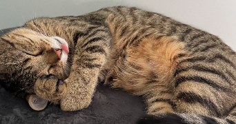 louise pet sitter à CHELLES 77500_1