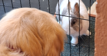 jeanne pet sitter à TROYES 10000_2