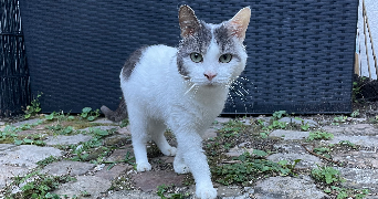 eva pet sitter à PROVINS 77160_1