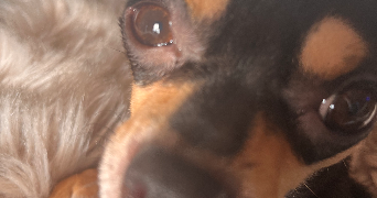 lana pet sitter à ORGEVAL 78630_1