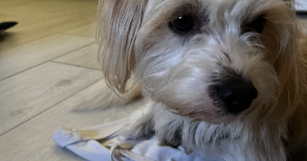 noémie pet sitter à LILLE 59800_7