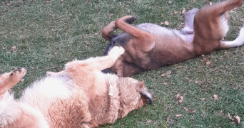 yoann pet sitter à MEILLAC 35270_1