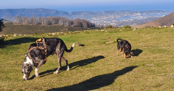 jenna pet sitter à BAYONNE 64100_4
