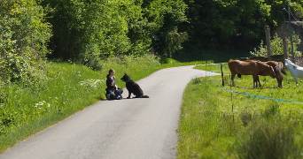 samm pet sitter à STRASBOURG 67000_0