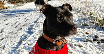 sarah pet sitter à LOYAT 56800_1