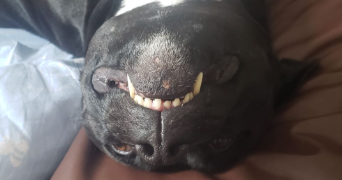 tifaine pet sitter à TOULOUSE 31100_2
