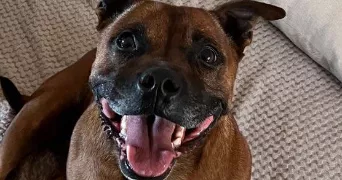 melissa pet sitter à LE SEL DE BRETAGNE 35320