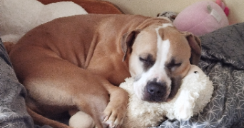 lu-ann pet sitter à MOULINS EN BESSIN 14480_0
