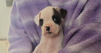 serena pet sitter à BOUTIGNY PROUAIS 28410_7