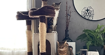 estelle pet sitter à PLAINE D ARGENSON 79360_3