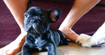 adrien pet sitter à VERSAILLES 78000_1