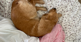 clara pet sitter à PARIS 10 75010_1