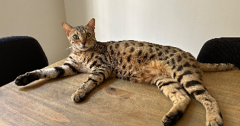 lara cat sitter à PARIS 11 75011_2