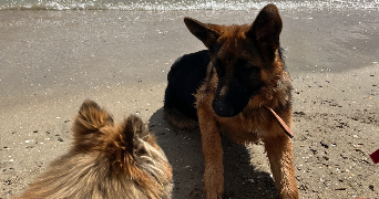 emy pet sitter à MONTPELLIER 34070_1