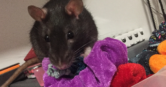 fanny pet sitter à ST MICHEL SUR ORGE 91240_1