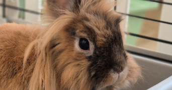 candice pet sitter à FERRIERES EN BRIE 77164_5