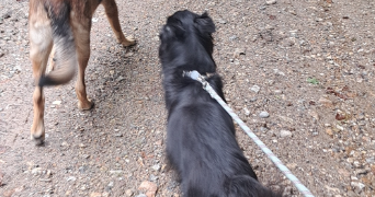 ophélie pet sitter à Le bourg dun 76740_8