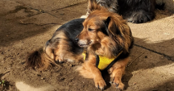 isabelle pet sitter à AIGUILLON 47190_4
