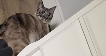 louise pet sitter à GRENOBLE 38000_3