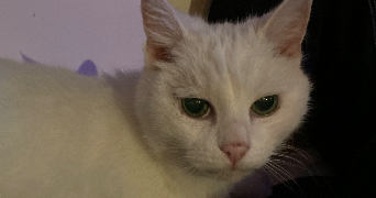 lucas pet sitter à CRETEIL 94000_4