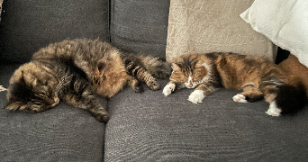 mégane pet sitter à DOURDAN 91410_3