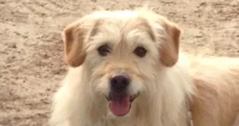 aurore pet sitter à BEAUCAIRE 30300