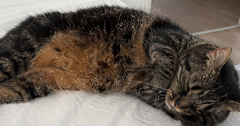 mouna cat sitter à BAGNEUX 92220_2