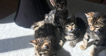 emma pet sitter à Laon 02000_2