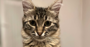 edwige pet sitter à MONNES 02470