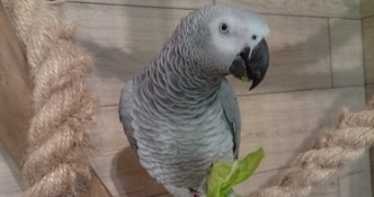 séverine pet sitter à COURCELLES CHAUSSY 57530_3
