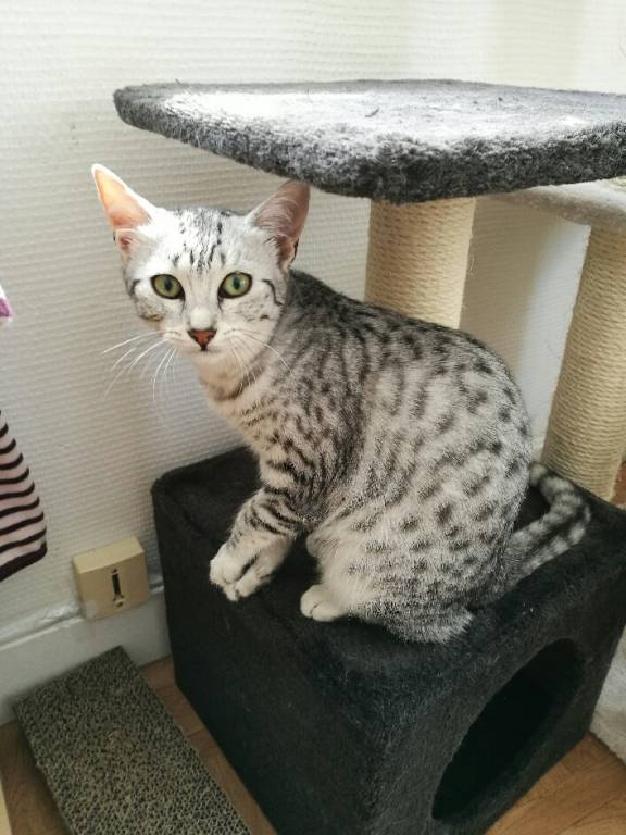 Marion pet sitter à Nanterre 92000_1