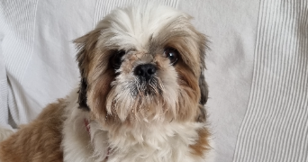 Sylviane pet sitter à Saint-Projet 46300_8