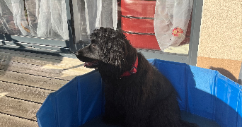 morgane pet sitter à RENNES 35000_2