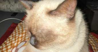 hiba pet sitter à ST QUENTIN 02100_2