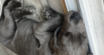 clarabouillault pet sitter à ROUEN 76000_3