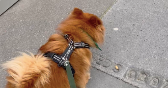 lorena pet sitter à ROMAINVILLE 93230_5