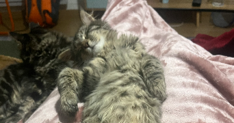 juliette pet sitter à REIMS 51100_1