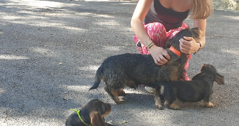 lilou pet sitter à COUFOULEUX 81800_4