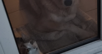 diego pet sitter à SALEILLES 66280_2
