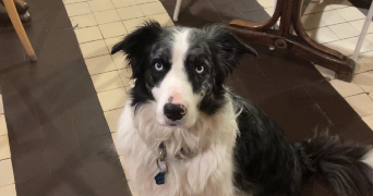 thibault pet sitter à LYON 06 69006_1